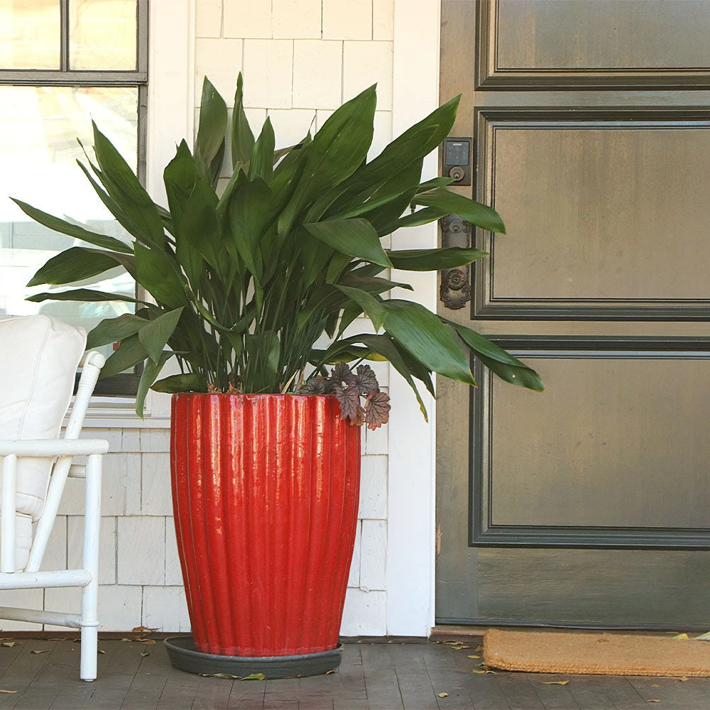 Brighter Blooms Cast Iron Plant 4 Brighter Blooms Cast Iron Plant