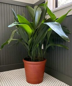 Brighter Blooms Cast Iron Plant