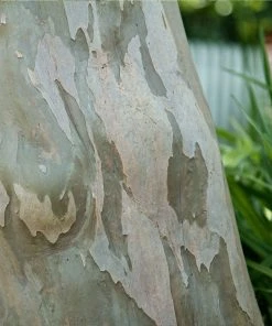 Brighter Blooms Catawba Crape Myrtle Tree Flowering Trees 9 Brighter Blooms Catawba Crape Myrtle Tree Flowering Trees