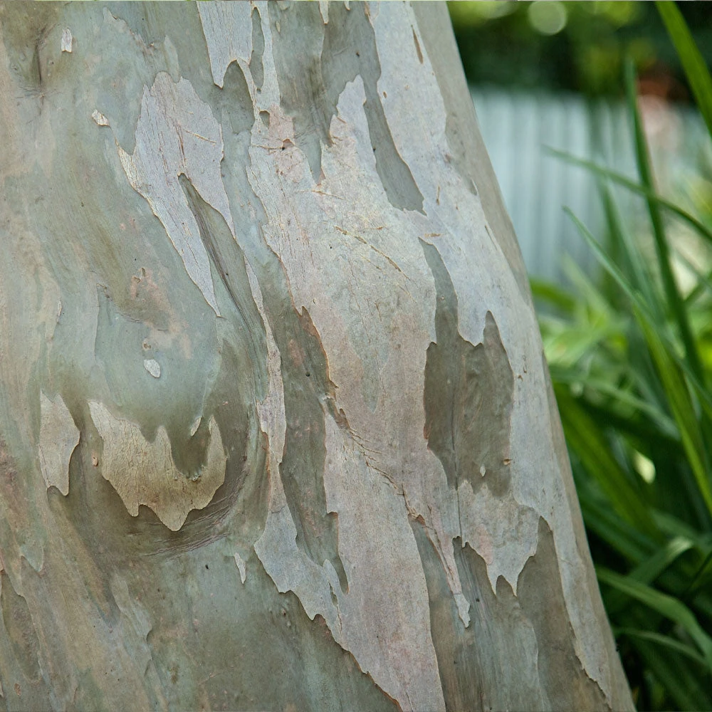 Brighter Blooms Catawba Crape Myrtle Tree Flowering Trees 5 Brighter Blooms Catawba Crape Myrtle Tree Flowering Trees