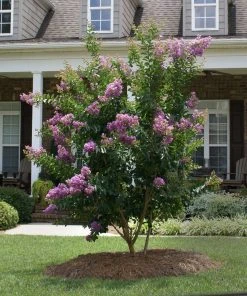 Brighter Blooms Catawba Crape Myrtle Tree Flowering Trees 7 Brighter Blooms Catawba Crape Myrtle Tree Flowering Trees