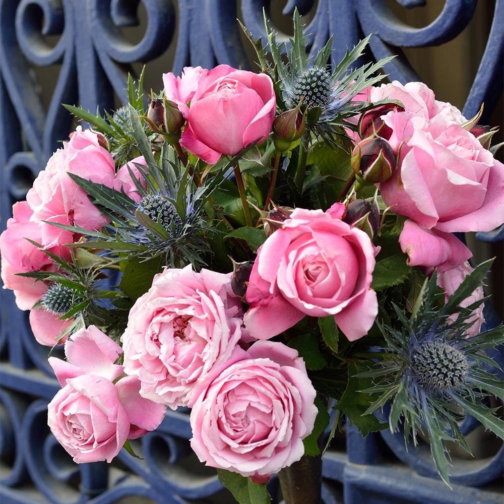 Brighter Blooms Cathedral Bells Rose 4 Brighter Blooms Cathedral Bells Rose