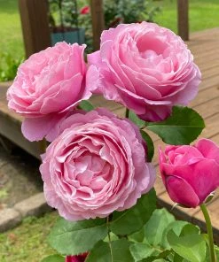 Brighter Blooms Cathedral Bells Rose 5 Brighter Blooms Cathedral Bells Rose