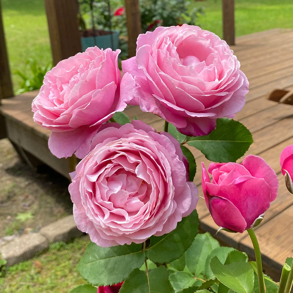 Brighter Blooms Cathedral Bells Rose 2 Brighter Blooms Cathedral Bells Rose