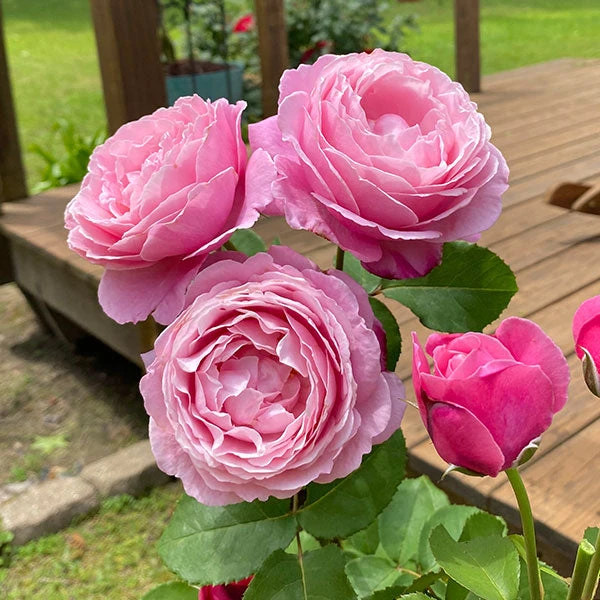 Brighter Blooms Cathedral Bells Rose 1 Brighter Blooms Cathedral Bells Rose