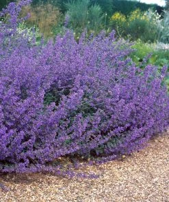 Brighter Blooms Perennials Walker's Low Nepeta (Catmint) Shrub