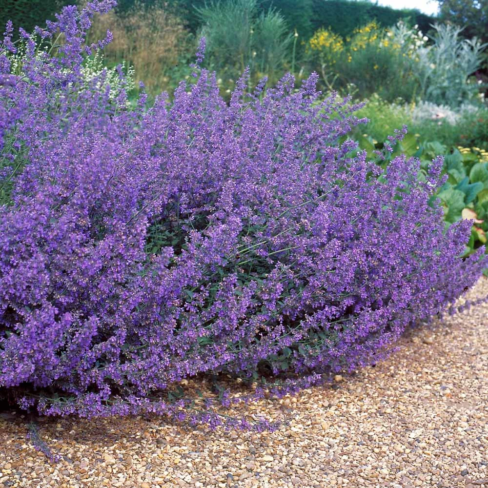Brighter Blooms Perennials Walker's Low Nepeta (Catmint) Shrub 2 Brighter Blooms Perennials Walker's Low Nepeta (Catmint) Shrub