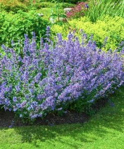 Brighter Blooms Perennials Walker's Low Nepeta (Catmint) Shrub 6 Brighter Blooms Perennials Walker's Low Nepeta (Catmint) Shrub