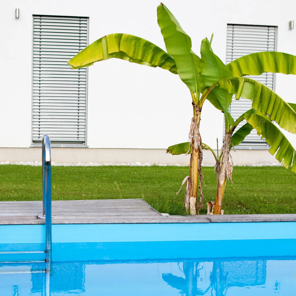 Brighter Blooms Dwarf Cavendish Banana Tree SHOP ALL 6 Brighter Blooms Dwarf Cavendish Banana Tree SHOP ALL