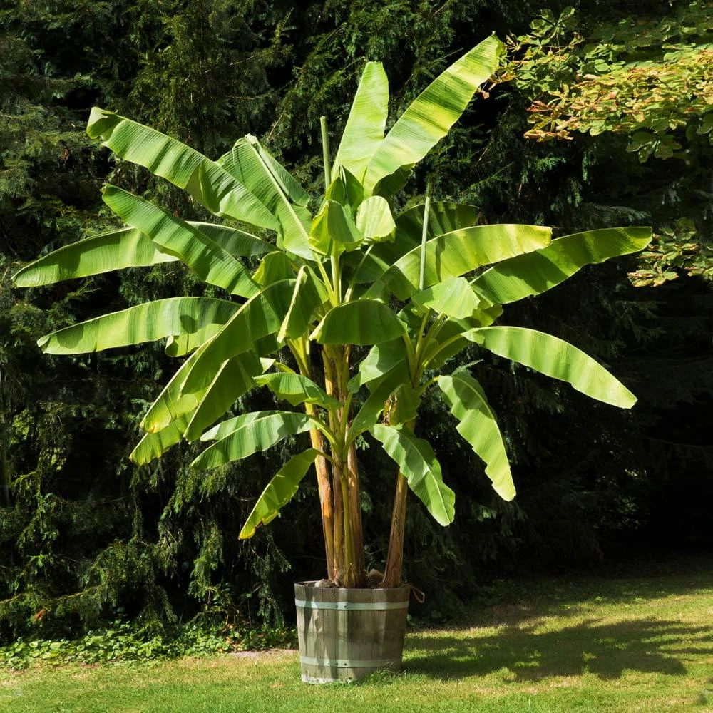 Brighter Blooms Dwarf Cavendish Banana Tree SHOP ALL 2 Brighter Blooms Dwarf Cavendish Banana Tree SHOP ALL