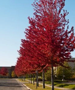 Brighter Blooms Celebration Maple Tree 7 Brighter Blooms Celebration Maple Tree