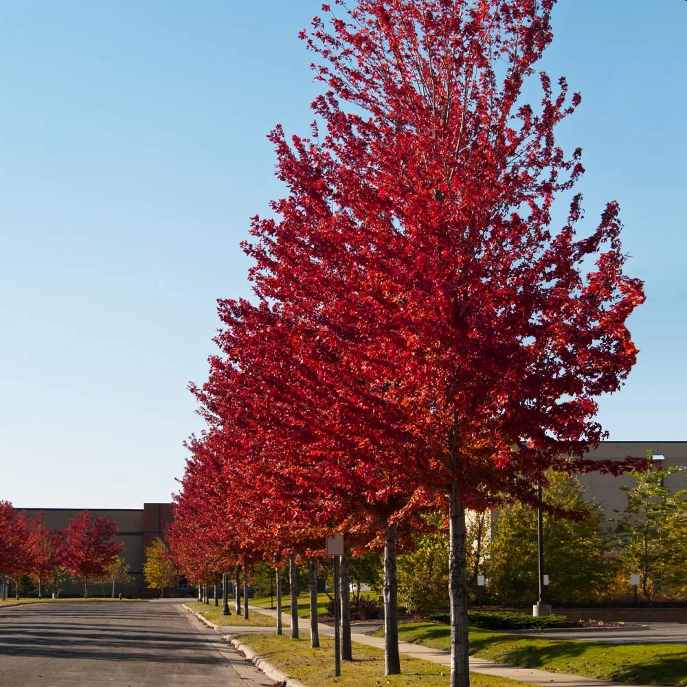 Brighter Blooms Celebration Maple Tree 3 Brighter Blooms Celebration Maple Tree