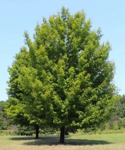 Brighter Blooms Celebration Maple Tree 9 Brighter Blooms Celebration Maple Tree