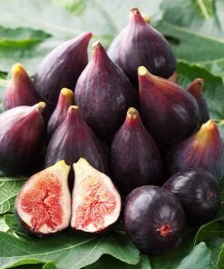 Brighter Blooms Fruit Trees Celeste Fig Tree