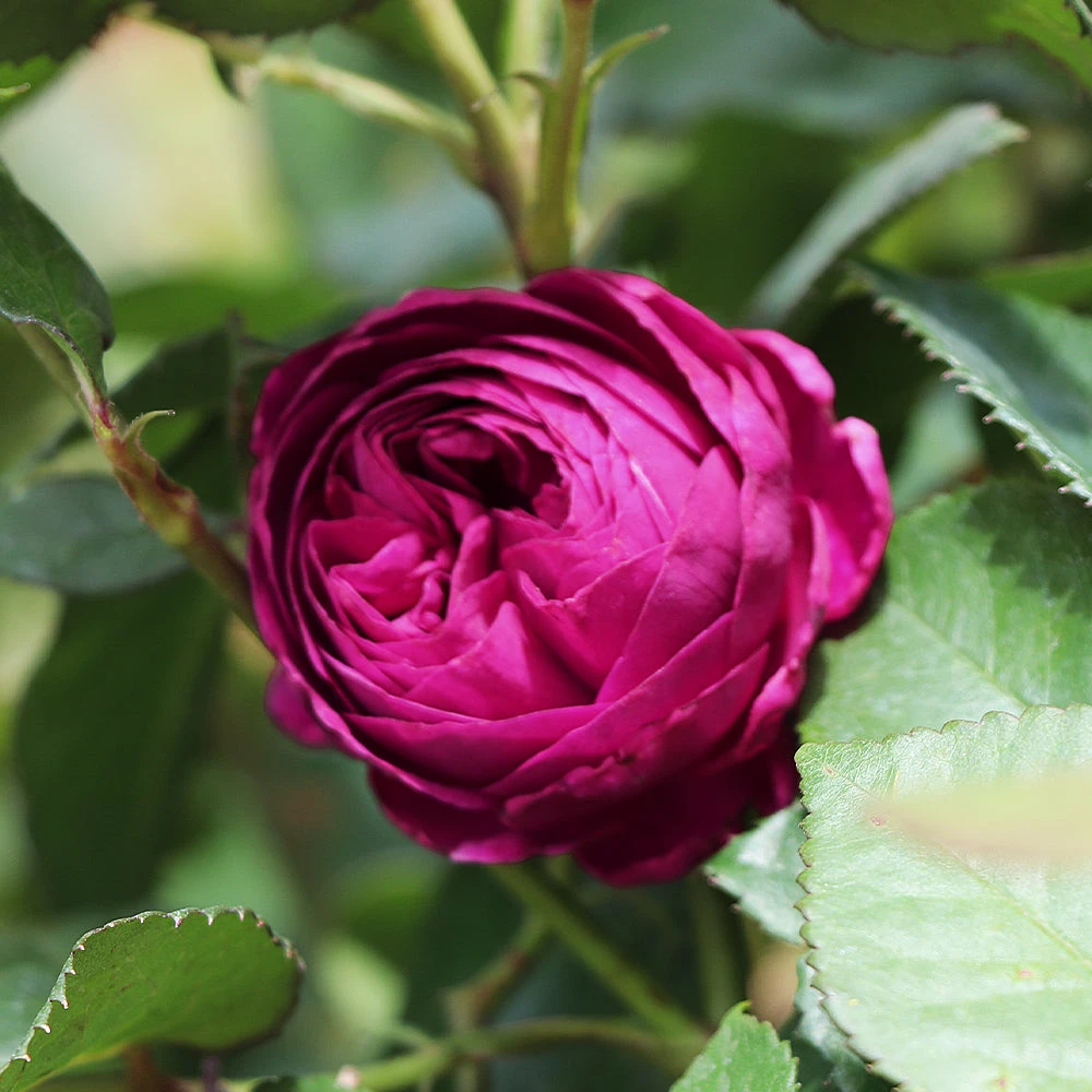 Brighter Blooms Roses Celestial Night™ Rose Tree 4 Brighter Blooms Roses Celestial Night™ Rose Tree