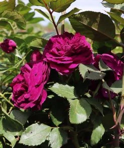 Brighter Blooms Roses Celestial Night™ Rose Tree