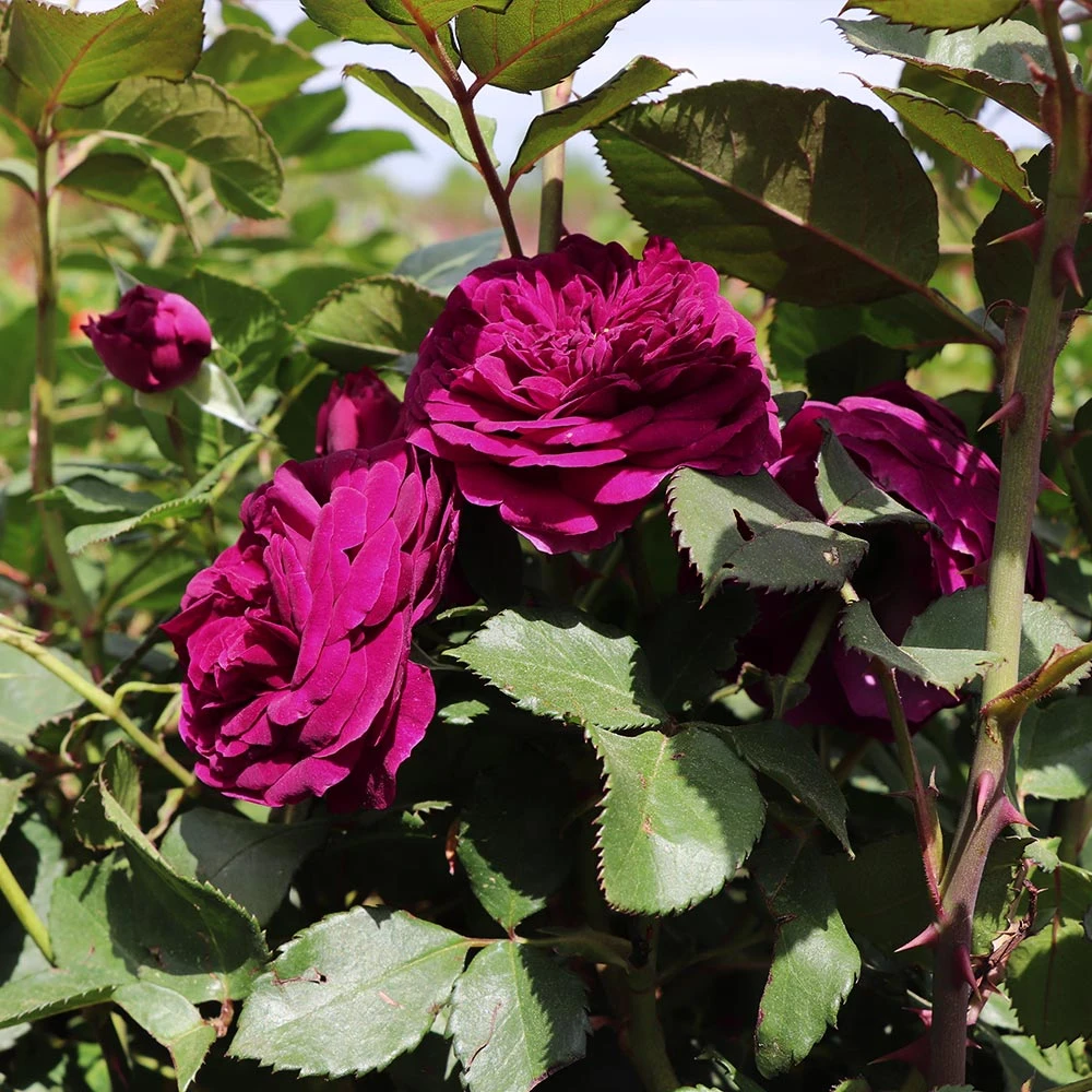 Brighter Blooms Roses Celestial Night™ Rose Tree 2 Brighter Blooms Roses Celestial Night™ Rose Tree