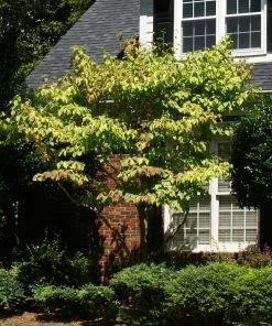 Brighter Blooms Celestial Shadow Dogwood Tree Flowering Trees 9 Brighter Blooms Celestial Shadow Dogwood Tree Flowering Trees