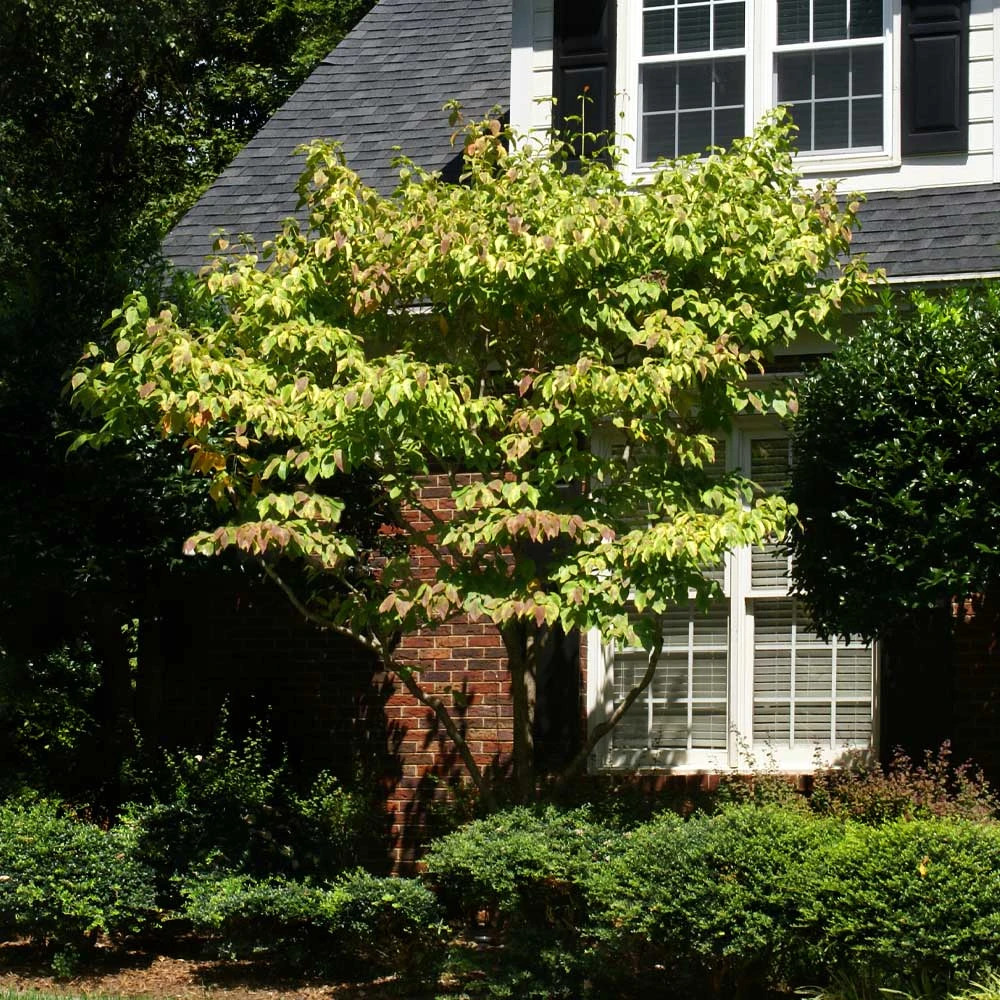 Brighter Blooms Celestial Shadow Dogwood Tree Flowering Trees 4 Brighter Blooms Celestial Shadow Dogwood Tree Flowering Trees