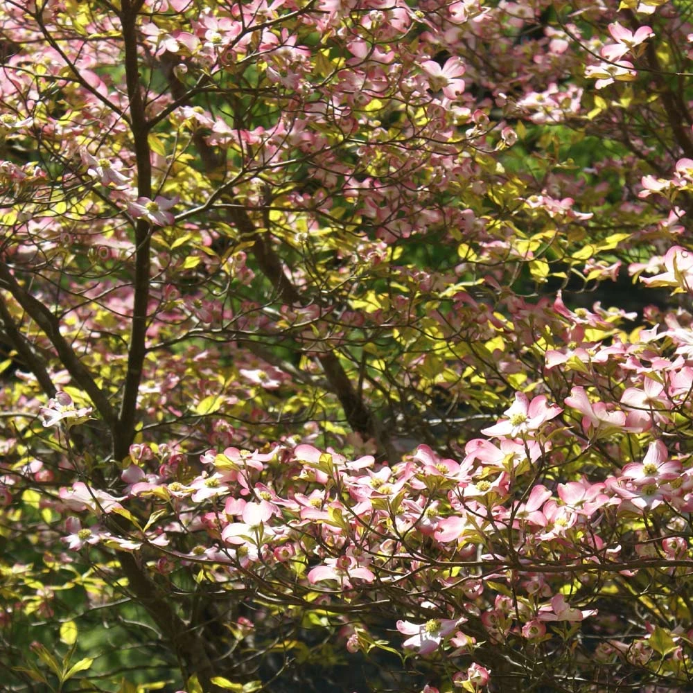 Brighter Blooms Celestial Shadow Dogwood Tree Flowering Trees 6 Brighter Blooms Celestial Shadow Dogwood Tree Flowering Trees