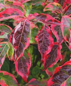 Brighter Blooms Celestial Shadow Dogwood Tree Flowering Trees 10 Brighter Blooms Celestial Shadow Dogwood Tree Flowering Trees