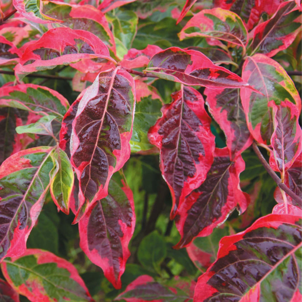 Brighter Blooms Celestial Shadow Dogwood Tree Flowering Trees 5 Brighter Blooms Celestial Shadow Dogwood Tree Flowering Trees