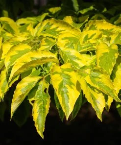 Brighter Blooms Celestial Shadow Dogwood Tree Flowering Trees 8 Brighter Blooms Celestial Shadow Dogwood Tree Flowering Trees
