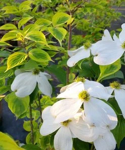 Brighter Blooms Celestial Shadow Dogwood Tree Flowering Trees