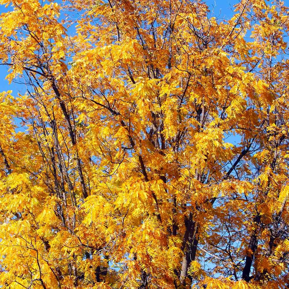 Brighter Blooms Chandler Walnut Tree Fruit Trees 3 Brighter Blooms Chandler Walnut Tree Fruit Trees