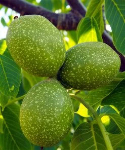 Brighter Blooms Chandler Walnut Tree Fruit Trees 10 Brighter Blooms Chandler Walnut Tree Fruit Trees