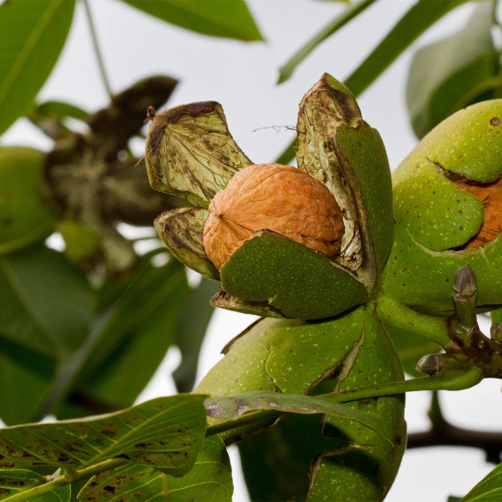 Brighter Blooms Chandler Walnut Tree Fruit Trees 2 Brighter Blooms Chandler Walnut Tree Fruit Trees