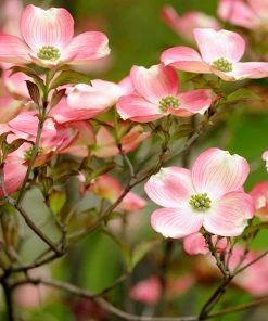 Brighter Blooms Flowering Trees Cherokee Brave Dogwood Tree