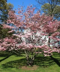 Brighter Blooms Flowering Trees Cherokee Brave Dogwood Tree 6 Brighter Blooms Flowering Trees Cherokee Brave Dogwood Tree