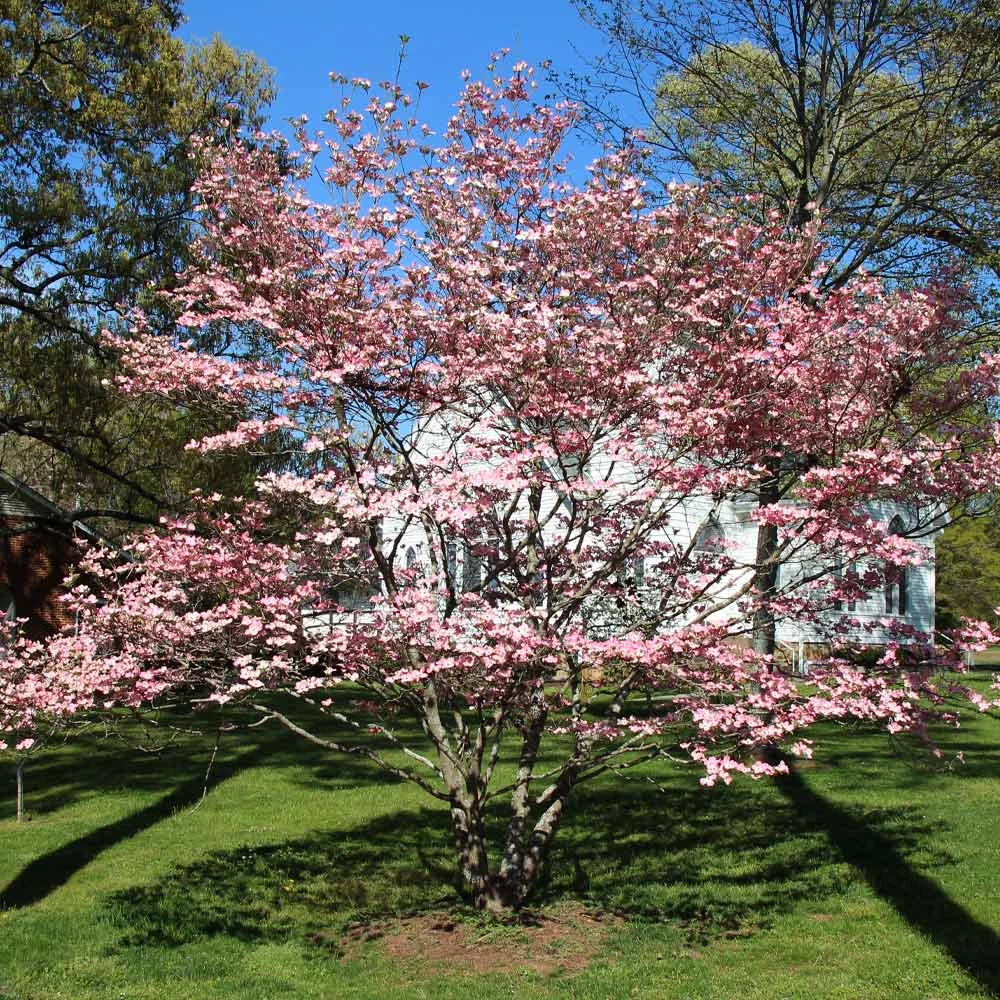 Brighter Blooms Flowering Trees Cherokee Brave Dogwood Tree 3 Brighter Blooms Flowering Trees Cherokee Brave Dogwood Tree