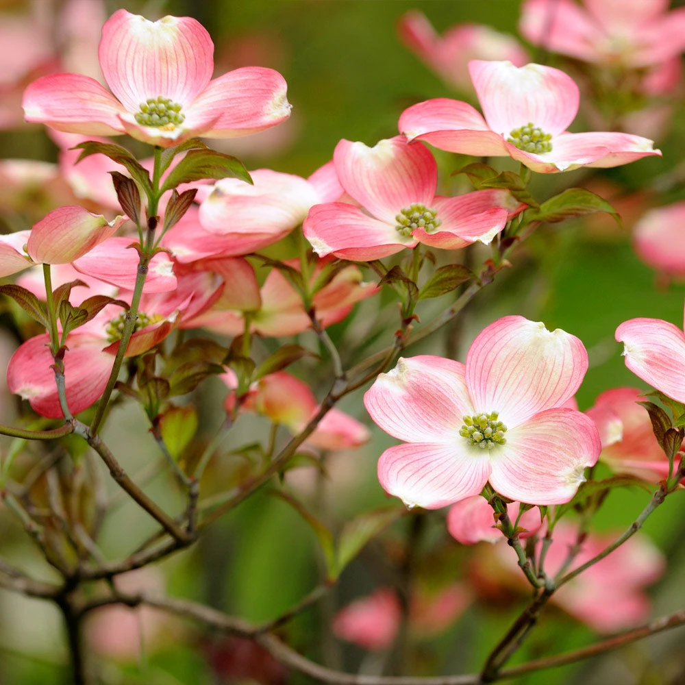 Brighter Blooms Flowering Trees Cherokee Brave Dogwood Tree 2 Brighter Blooms Flowering Trees Cherokee Brave Dogwood Tree