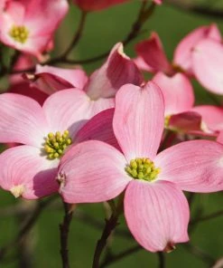 Brighter Blooms Cherokee Chief Dogwood Tree Dogwood Trees 6 Brighter Blooms Cherokee Chief Dogwood Tree Dogwood Trees