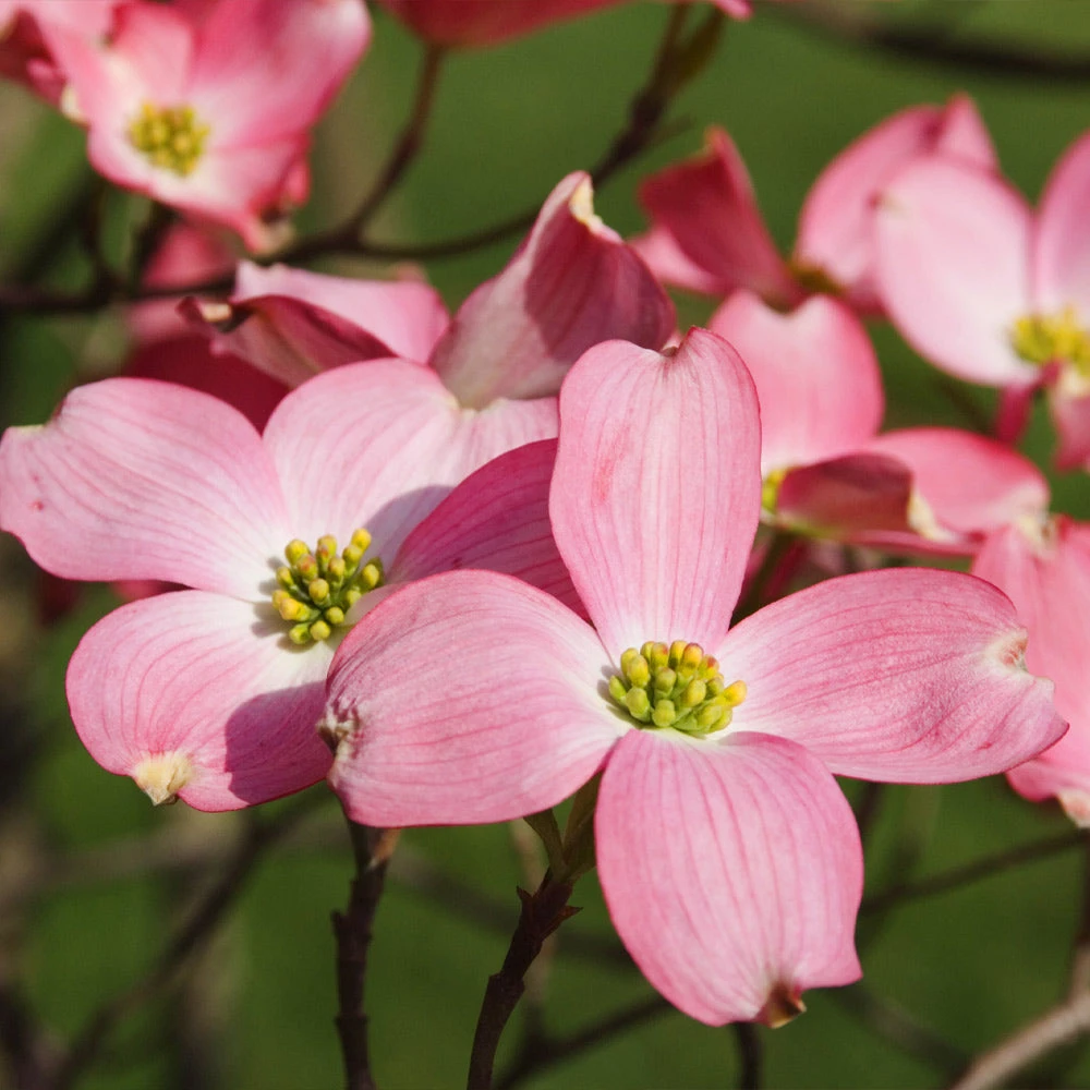 Brighter Blooms Cherokee Chief Dogwood Tree Dogwood Trees 3 Brighter Blooms Cherokee Chief Dogwood Tree Dogwood Trees