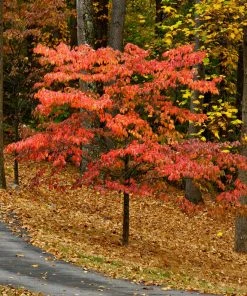 Brighter Blooms Cherokee Chief Dogwood Tree Dogwood Trees 7 Brighter Blooms Cherokee Chief Dogwood Tree Dogwood Trees
