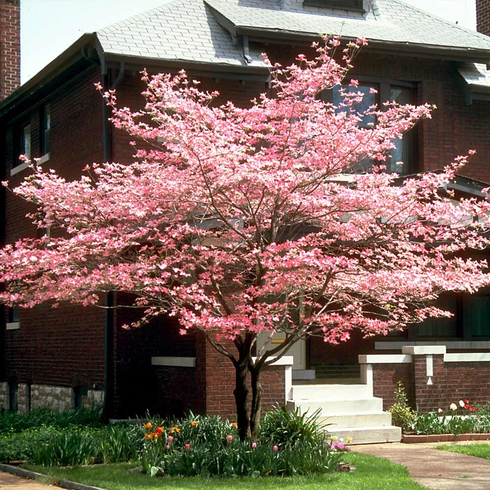 Brighter Blooms Cherokee Chief Dogwood Tree Dogwood Trees 2 Brighter Blooms Cherokee Chief Dogwood Tree Dogwood Trees