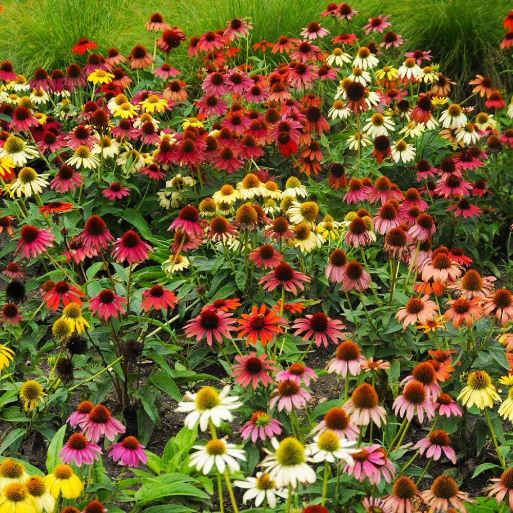 Brighter Blooms Cheyenne Spirit Echinacea (Coneflower) Perennials 2 Brighter Blooms Cheyenne Spirit Echinacea (Coneflower) Perennials