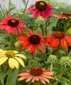 Brighter Blooms Cheyenne Spirit Echinacea (Coneflower) Perennials 7 Brighter Blooms Cheyenne Spirit Echinacea (Coneflower) Perennials