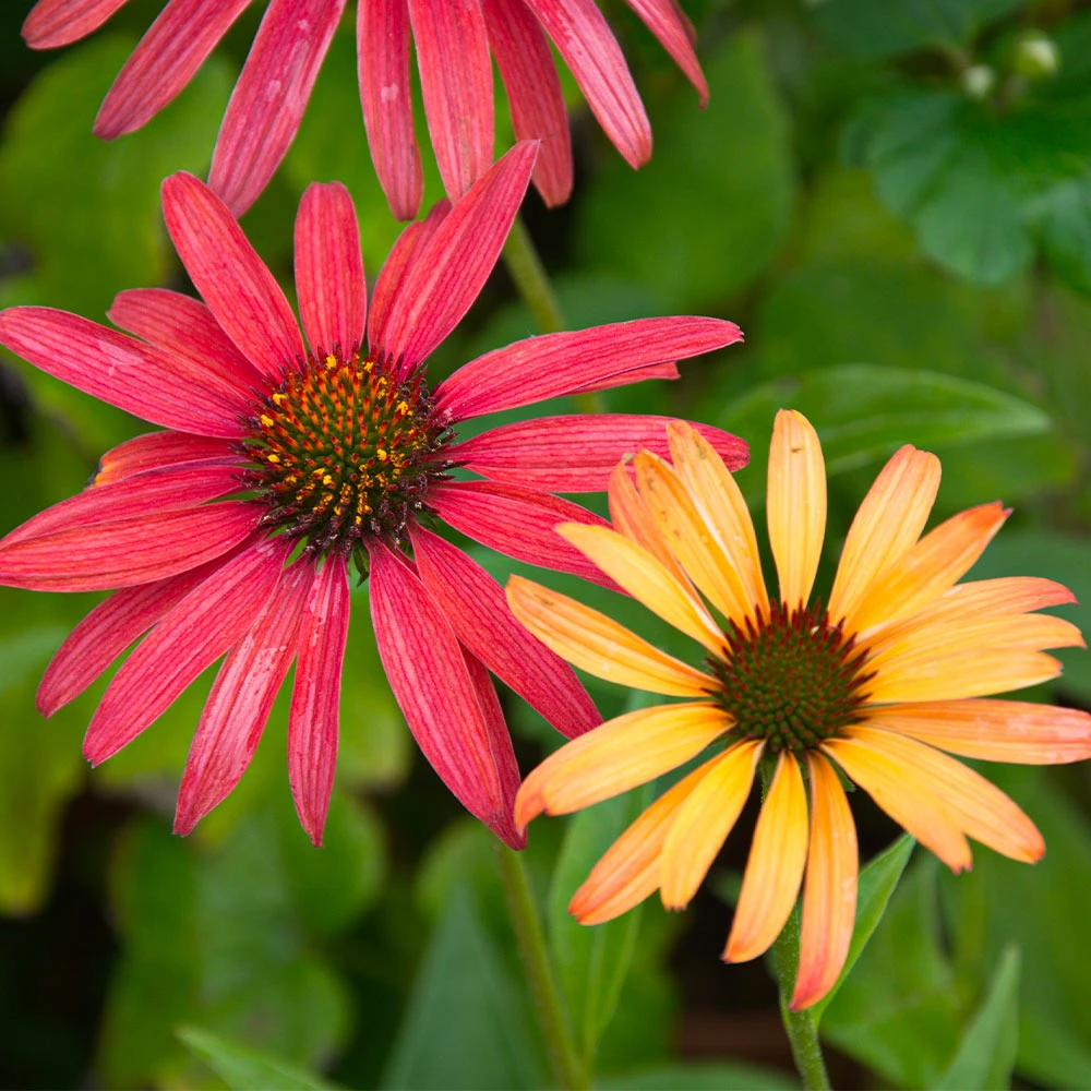 Brighter Blooms Cheyenne Spirit Echinacea (Coneflower) Perennials 3 Brighter Blooms Cheyenne Spirit Echinacea (Coneflower) Perennials