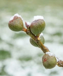 Brighter Blooms Chicago Hardy Fig Tree Fruit Trees 7 Brighter Blooms Chicago Hardy Fig Tree Fruit Trees