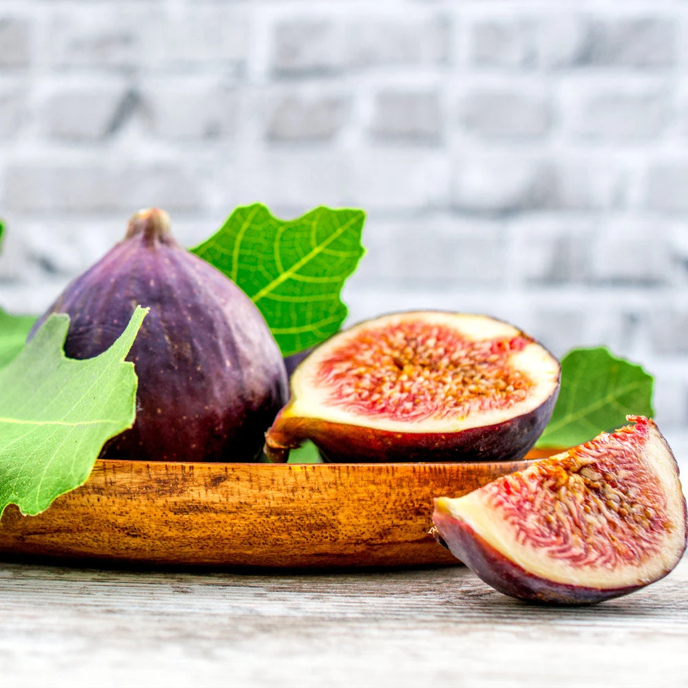 Brighter Blooms Chicago Hardy Fig Tree Fruit Trees 4 Brighter Blooms Chicago Hardy Fig Tree Fruit Trees