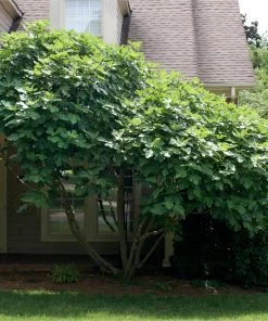 Brighter Blooms Chicago Hardy Fig Tree Fruit Trees 9 Brighter Blooms Chicago Hardy Fig Tree Fruit Trees