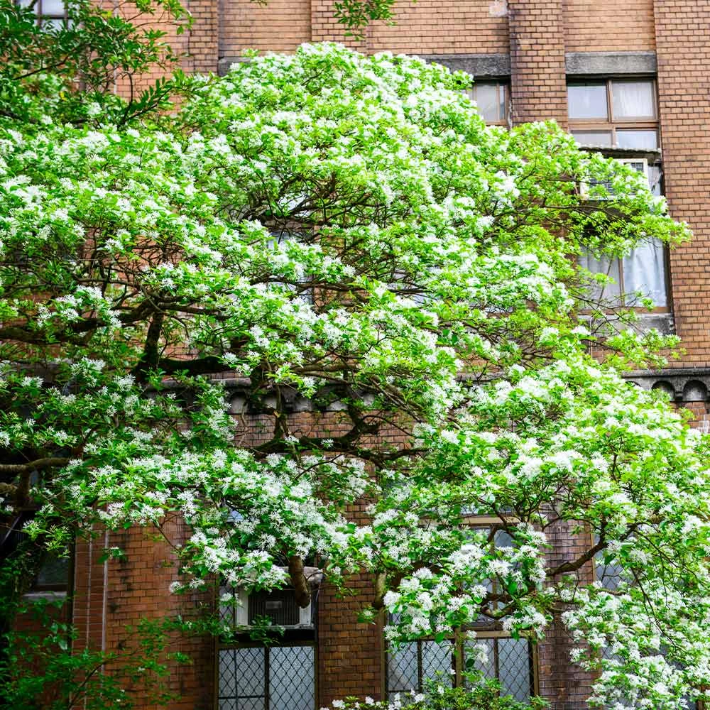 Brighter Blooms Chinese Fringe Tree 6 Brighter Blooms Chinese Fringe Tree