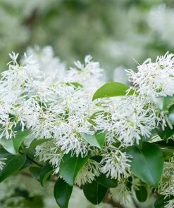 Brighter Blooms Chinese Fringe Tree 8 Brighter Blooms Chinese Fringe Tree