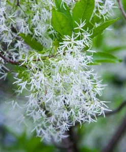 Brighter Blooms Chinese Fringe Tree 9 Brighter Blooms Chinese Fringe Tree