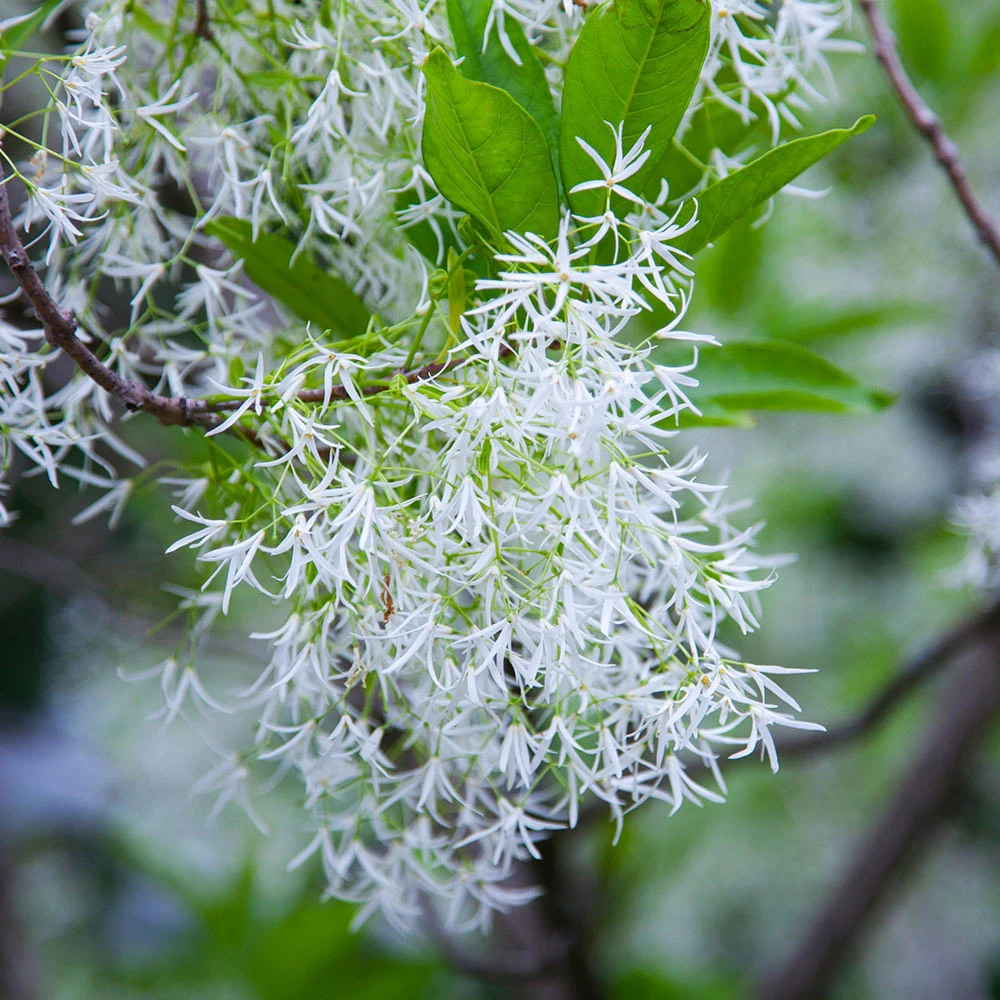 Brighter Blooms Chinese Fringe Tree 4 Brighter Blooms Chinese Fringe Tree