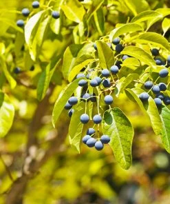 Brighter Blooms Chinese Fringe Tree 10 Brighter Blooms Chinese Fringe Tree